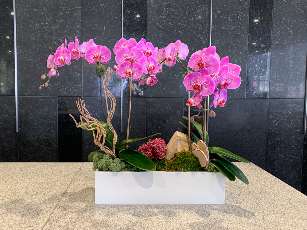 長(zhǎng)城汽車(chē)辦公綠植租賃