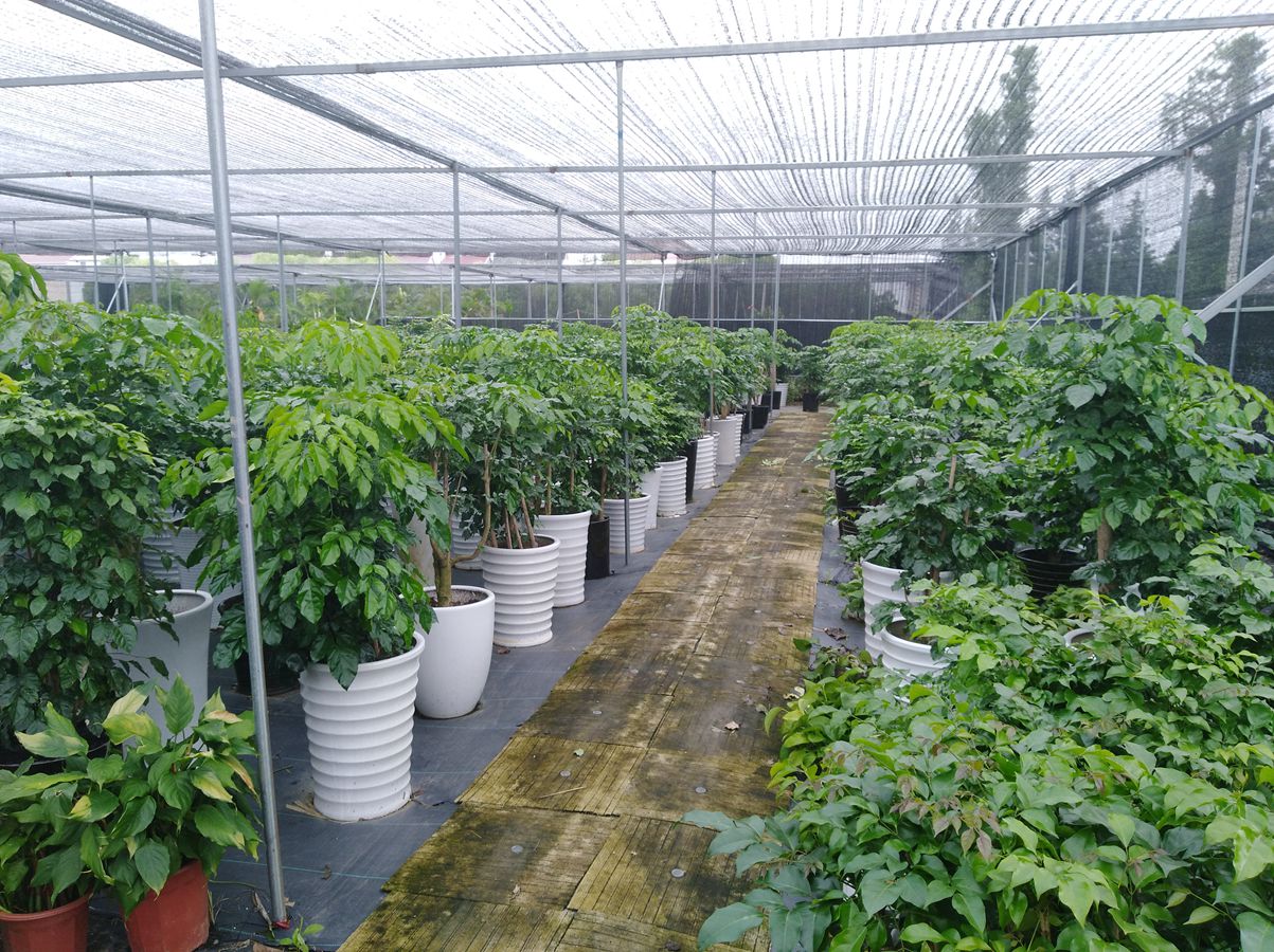 蘇州綠植租賃哪家好？楚天園林教你如何選擇綠植租賃公司