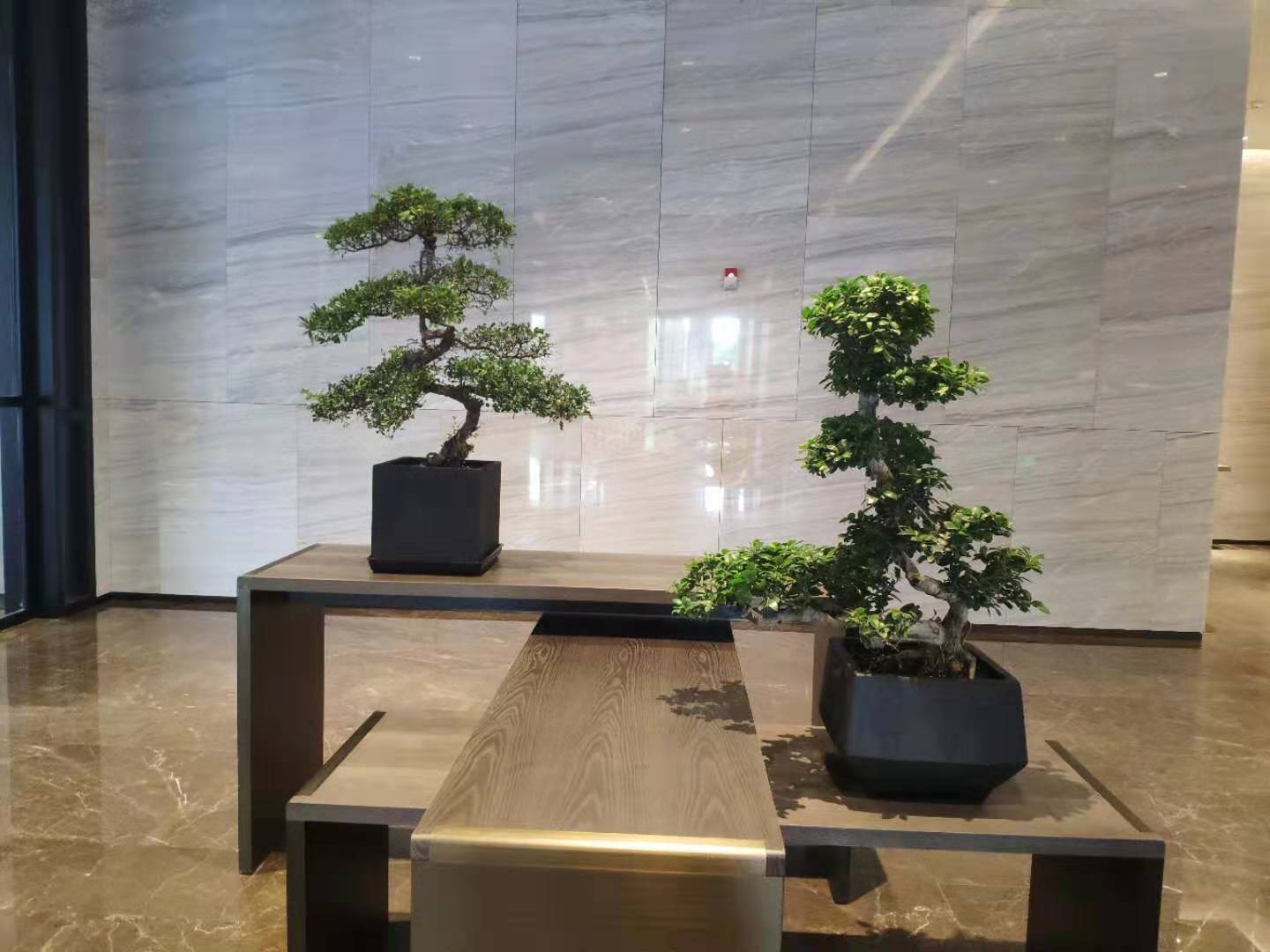 萬(wàn)豪酒店綠植租賃綠化服務(wù)